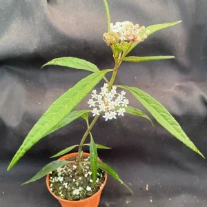 Asclepias perennis Perennial Milkweed Live Plant - Attracts Bees & Butterflies - 3 inch Pot - Image 1