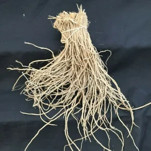 Asparagus Mary Washington – 10 Two-Year-Old Crowns – Hardy Perennial Vegetable Plant - Image 2
