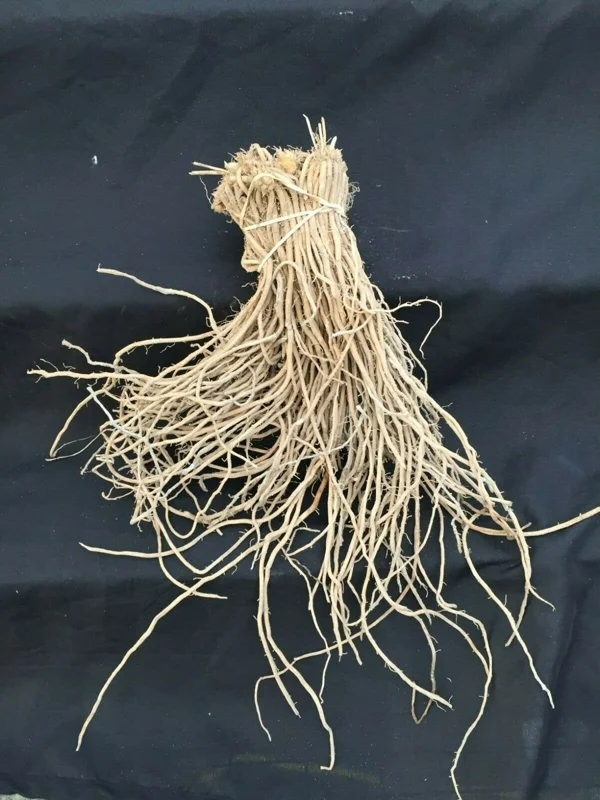 Asparagus Mary Washington – 10 Two-Year-Old Crowns – Hardy Perennial Vegetable Plant - Image 2