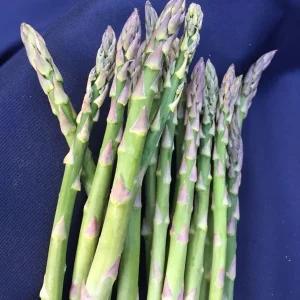 Asparagus Mary Washington – 10 Two-Year-Old Crowns – Hardy Perennial Vegetable Plant - Image 1