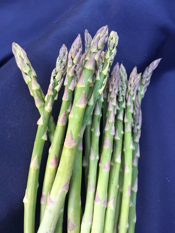 Asparagus Mary Washington – 10 Two-Year-Old Crowns – Hardy Perennial Vegetable Plant - Image 1