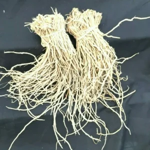 Asparagus Mary Washington Heirloom Perennial Vegetable Crowns - 20 Two-Year-Old Bare Roots - Image 2