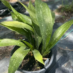 Aspidistra Milky Way Cast Iron Plant – Live 1 Gallon Potted Houseplant – Indoor/Outdoor - Image 1