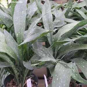 Aspidistra Milky Way Cast Iron Plant – Live 1 Gallon Potted Houseplant – Indoor/Outdoor - Image 2