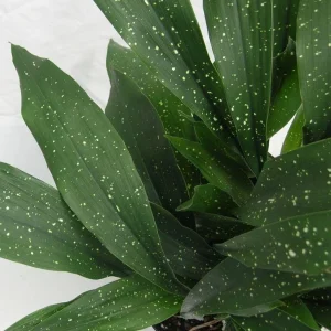 Aspidistra Milky Way Cast Iron Plant – Live 1 Gallon Potted Houseplant – Indoor/Outdoor - Image 3