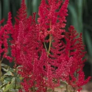 Astilbe 'August Light' Perennial Plant – Outdoor Garden Flower – Live Plant - Image 2