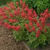 Astilbe 'August Light' Perennial Plant – Outdoor Garden Flower – Live Plant - Image 1