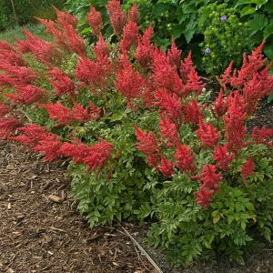 Astilbe 'August Light' Perennial Plant – Outdoor Garden Flower – Live Plant - Image 1