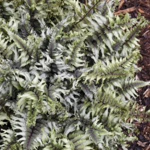 Athyrium 'Crested Surf' Fern – Live Plant – 5.25 inch Pot – Perennial - Image 2