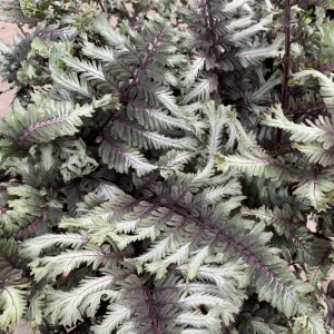 Athyrium 'Crested Surf' Fern – Live Plant – 5.25 inch Pot – Perennial - Image 3