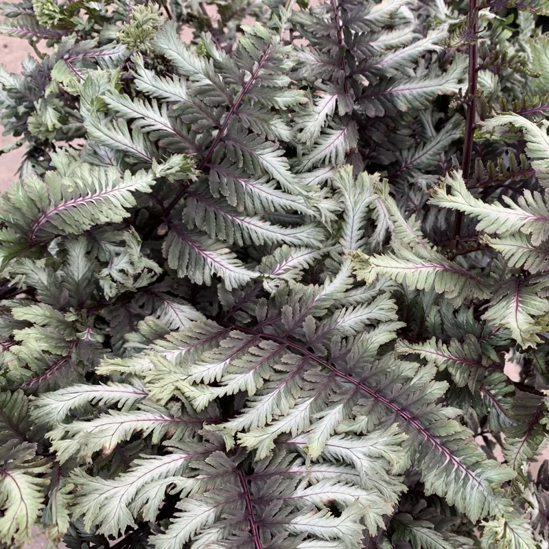 Athyrium 'Crested Surf' Fern – Live Plant – 5.25 inch Pot – Perennial - Image 3