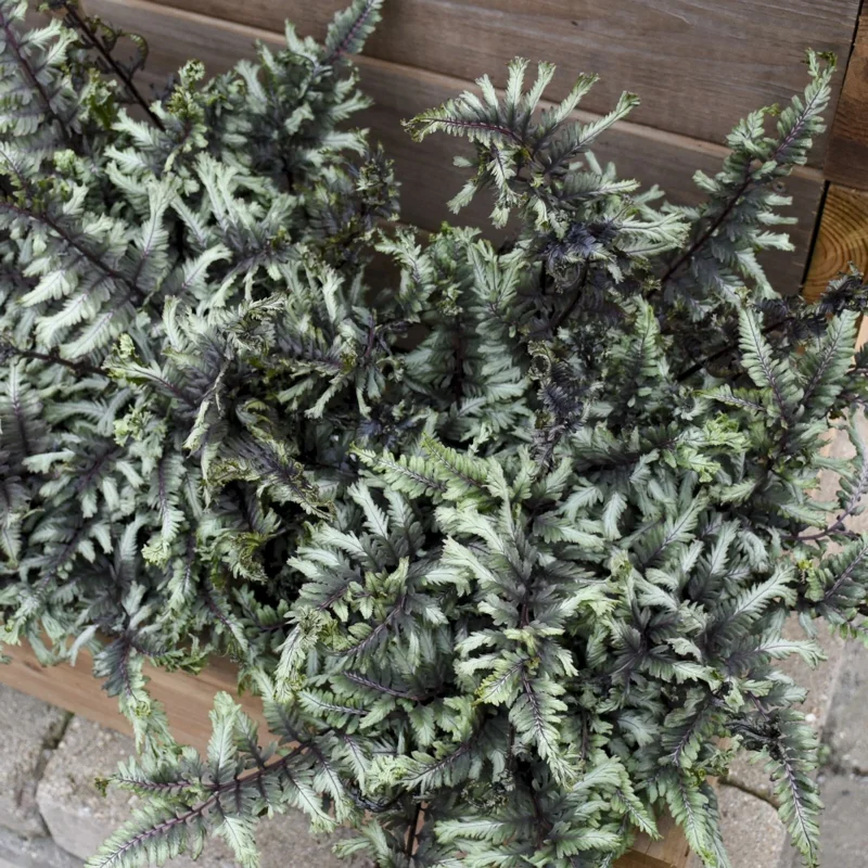 Athyrium 'Crested Surf' Fern – Live Plant – 5.25 inch Pot – Perennial - Image 4
