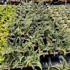 Athyrium 'Crested Surf' Fern – Live Plant – 5.25 inch Pot – Perennial - Image 5
