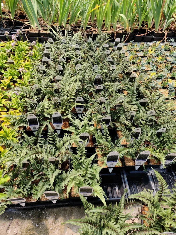 Athyrium 'Crested Surf' Fern – Live Plant – 5.25 inch Pot – Perennial - Image 5