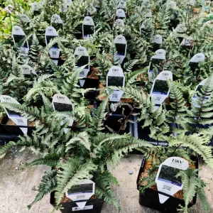 Athyrium 'Crested Surf' Fern – Live Plant – 5.25 inch Pot – Perennial - Image 7