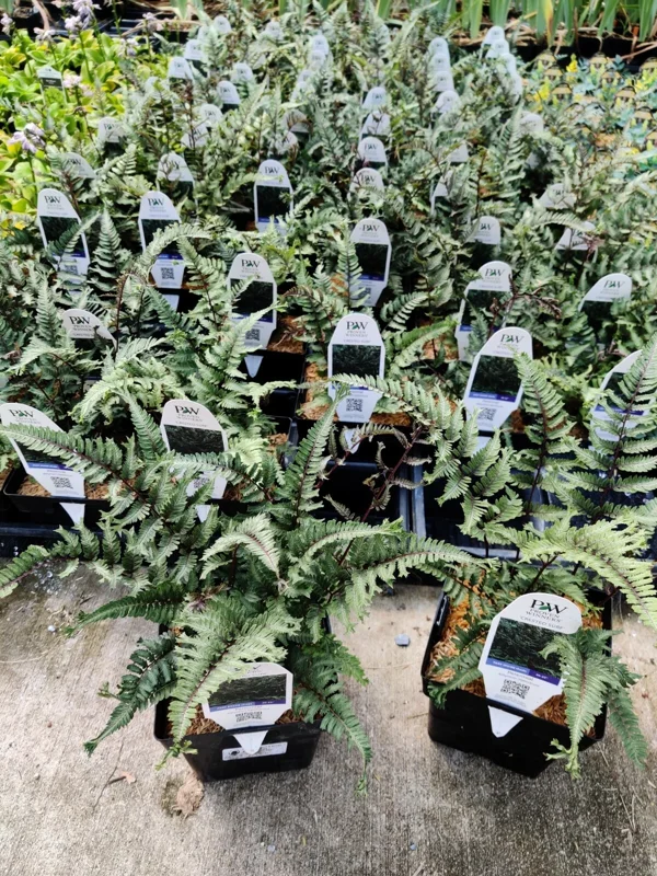 Athyrium 'Crested Surf' Fern – Live Plant – 5.25 inch Pot – Perennial - Image 7