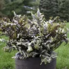 Athyrium 'Crested Surf' Fern – Live Plant – 5.25 inch Pot – Perennial - Image 1