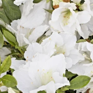 Azalea Snow White Rhododendron Live Plant – 6