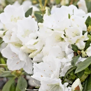 Azalea Snow White Rhododendron Live Plant – 6