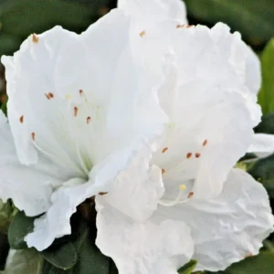 Azalea Snow White Rhododendron Live Plant – 6