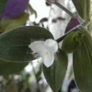 Baby Bunny Bellies Tradescantia Live Plant – Trailing Variegated Houseplant - Image 2