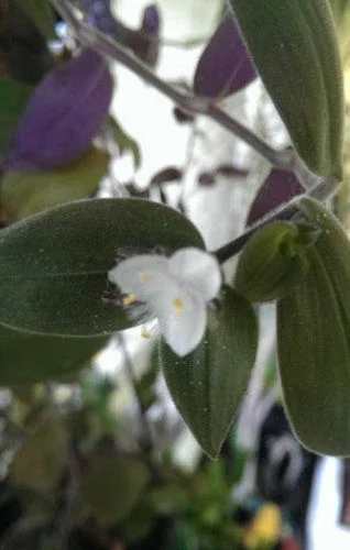 Baby Bunny Bellies Tradescantia Live Plant – Trailing Variegated Houseplant - Image 2