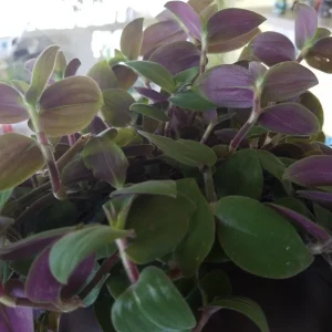 Baby Bunny Bellies Tradescantia Live Plant – Trailing Variegated Houseplant - Image 3