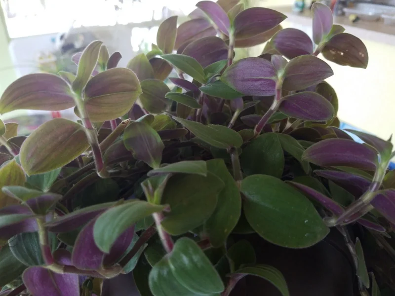 Baby Bunny Bellies Tradescantia Live Plant – Trailing Variegated Houseplant - Image 3
