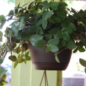 Baby Bunny Bellies Tradescantia Live Plant – Trailing Variegated Houseplant - Image 4