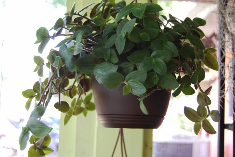 Baby Bunny Bellies Tradescantia Live Plant – Trailing Variegated Houseplant - Image 4