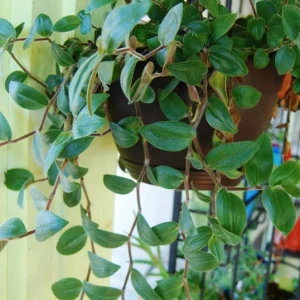 Baby Bunny Bellies Tradescantia Live Plant – Trailing Variegated Houseplant - Image 5