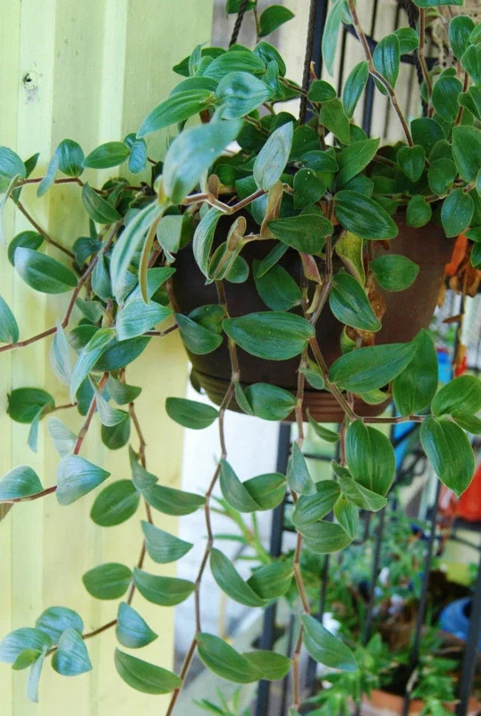 Baby Bunny Bellies Tradescantia Live Plant – Trailing Variegated Houseplant - Image 5