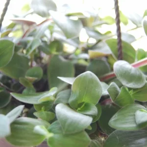Baby Bunny Bellies Tradescantia Live Plant – Trailing Variegated Houseplant - Image 6