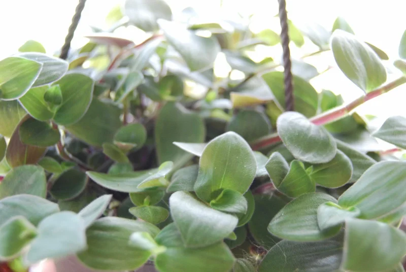 Baby Bunny Bellies Tradescantia Live Plant – Trailing Variegated Houseplant - Image 6