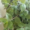Baby Bunny Bellies Tradescantia Live Plant – Trailing Variegated Houseplant - Image 1