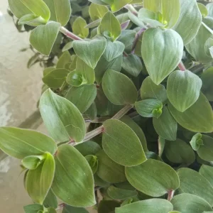 Baby Bunny Bellies Tradescantia Live Plant – Trailing Variegated Houseplant - Image 1
