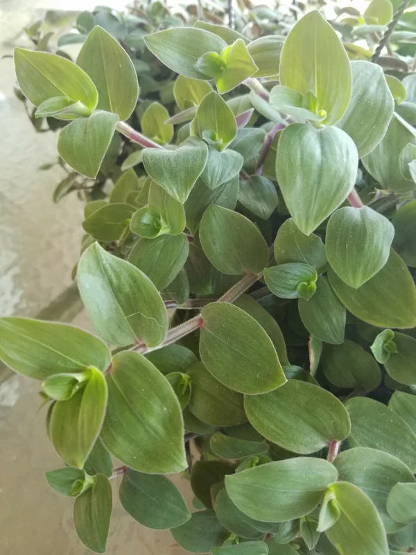 Baby Bunny Bellies Tradescantia Live Plant – Trailing Variegated Houseplant - Image 1