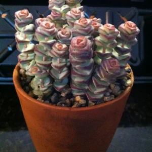 Baby Jade Necklace Succulent Live Plant - Crassula marnieriana Indoor - Image 2