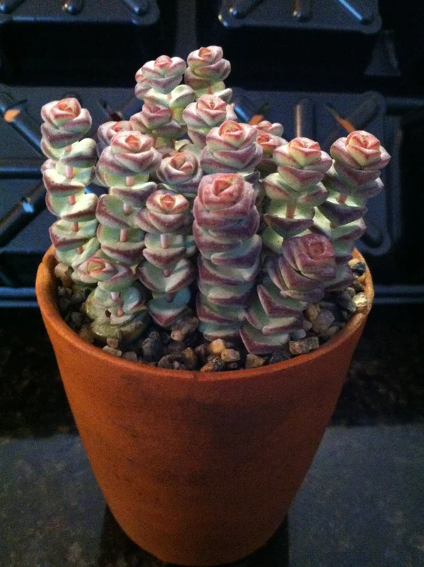 Baby Jade Necklace Succulent Live Plant - Crassula marnieriana Indoor - Image 2