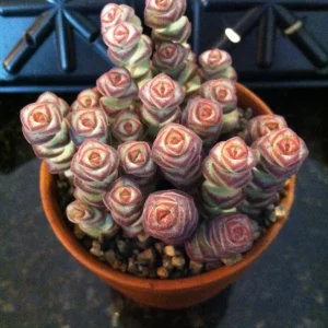 Baby Jade Necklace Succulent Live Plant - Crassula marnieriana Indoor - Image 3