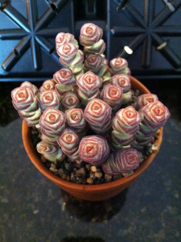 Baby Jade Necklace Succulent Live Plant - Crassula marnieriana Indoor - Image 3