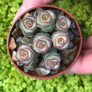 Baby Jade Necklace Succulent Live Plant - Crassula marnieriana Indoor - Image 4