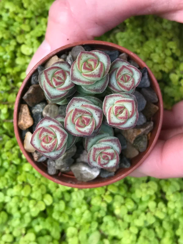 Baby Jade Necklace Succulent Live Plant - Crassula marnieriana Indoor - Image 4