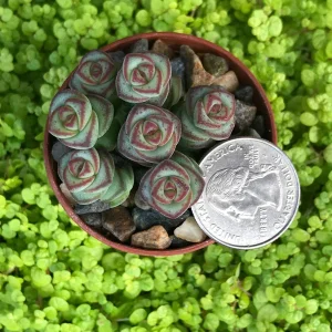 Baby Jade Necklace Succulent Live Plant - Crassula marnieriana Indoor - Image 5