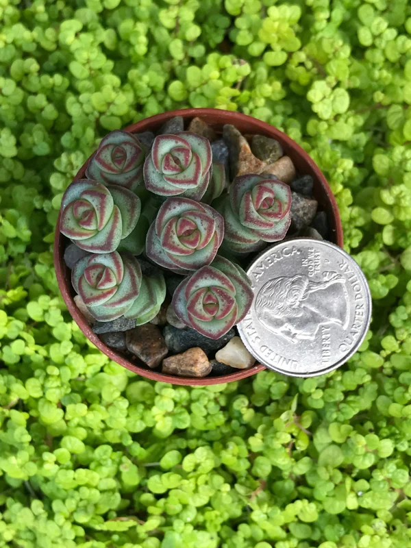 Baby Jade Necklace Succulent Live Plant - Crassula marnieriana Indoor - Image 5