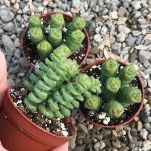 Baby Jade Necklace Succulent Live Plant - Crassula marnieriana Indoor - Image 6