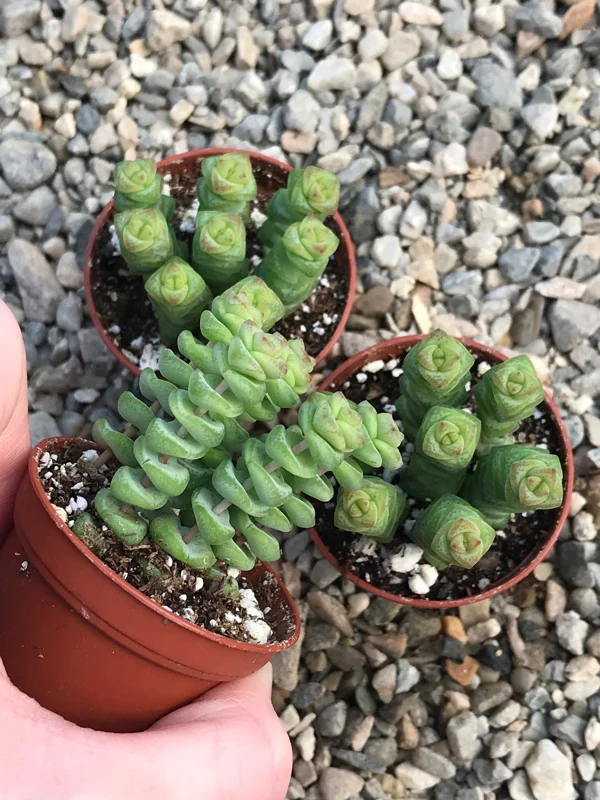Baby Jade Necklace Succulent Live Plant - Crassula marnieriana Indoor - Image 6