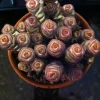 Baby Jade Necklace Succulent Live Plant - Crassula marnieriana Indoor - Image 1