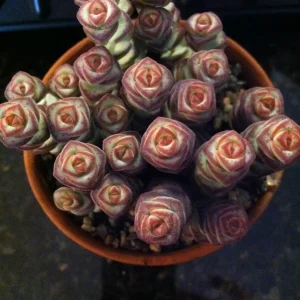 Baby Jade Necklace Succulent Live Plant - Crassula marnieriana Indoor - Image 1