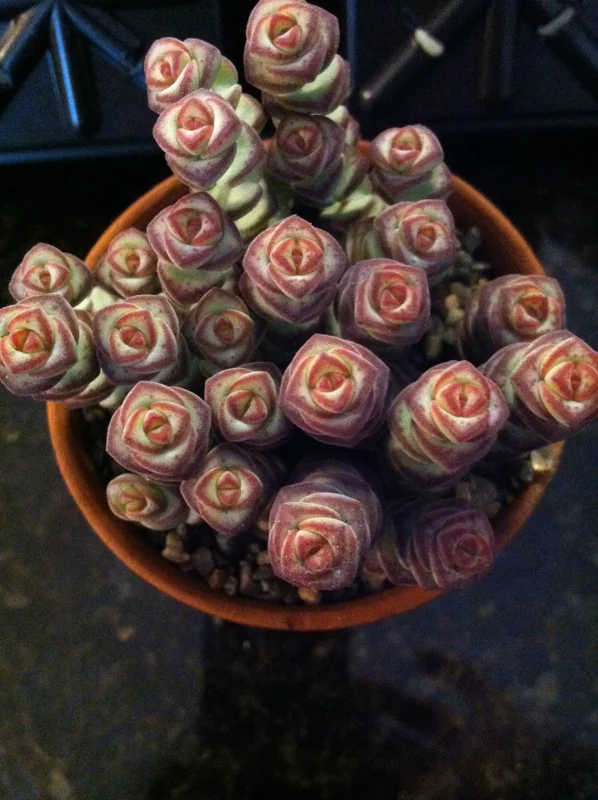 Baby Jade Necklace Succulent Live Plant - Crassula marnieriana Indoor - Image 1